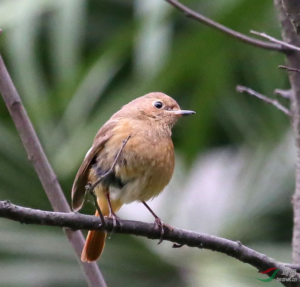 北紅尾鴝雌鳥