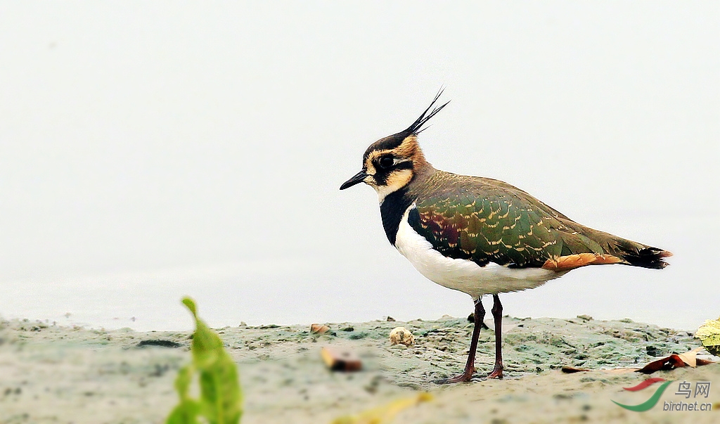 五次再去拍【凤头麦鸡】