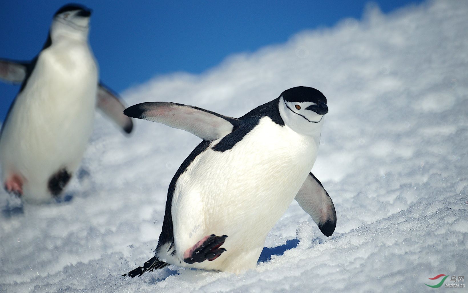 南极代表动物图片
