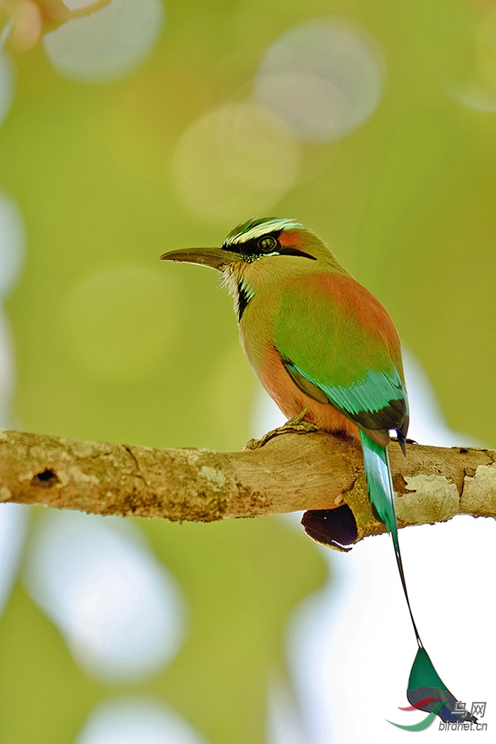 (绿眉翠鴗)尼加拉瓜的国鸟:绿眉翠鴗