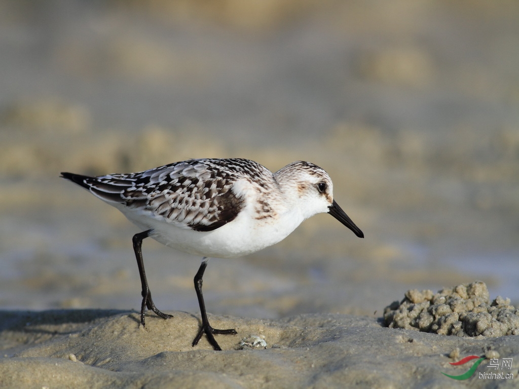 三趾鷸 - 水鳥版 waterbirds 鳥網