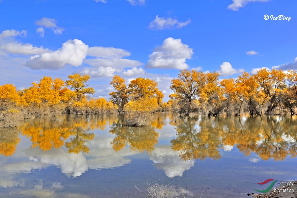 我眼中的新强阿克苏地区沙雅县胡杨林自然保护区2