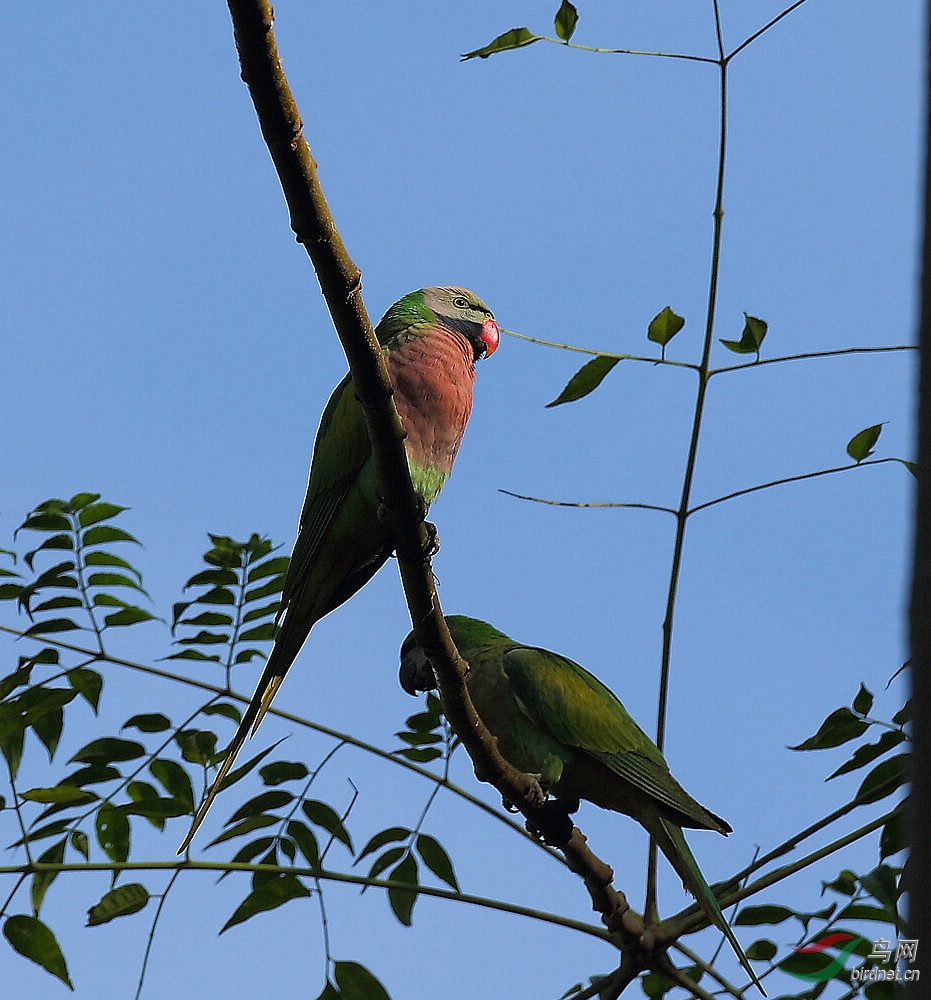 绯胸鹦鹉 - 四川版 sichuan 鸟网