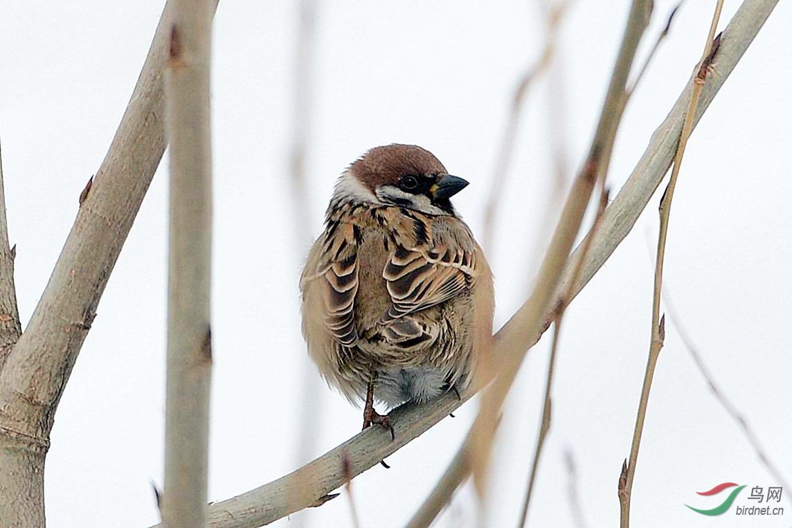 与人类最近的野生鸟