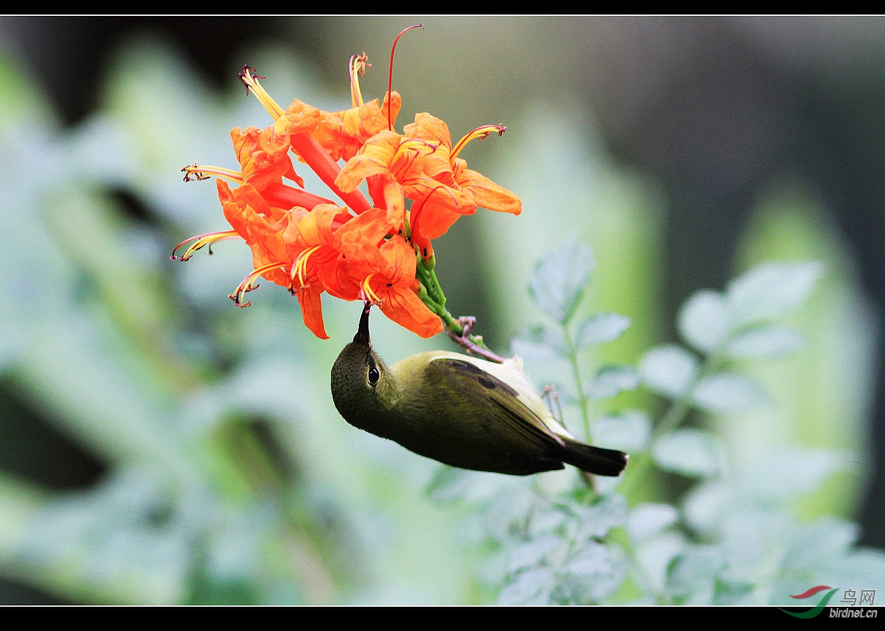 凌霄花上的太阳鸟mm