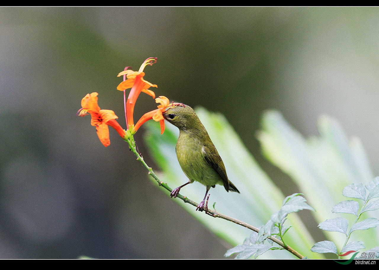 凌霄花上的太阳鸟mm
