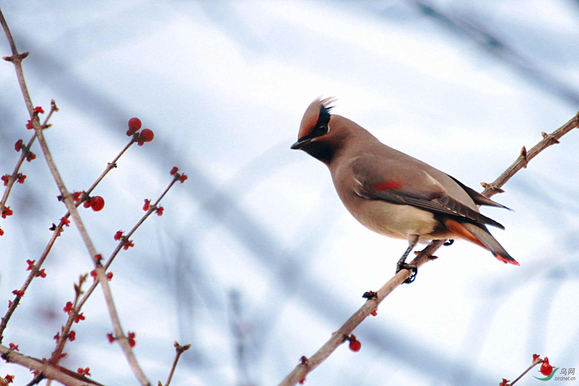 第一次拍平安鸟请各位老师指教