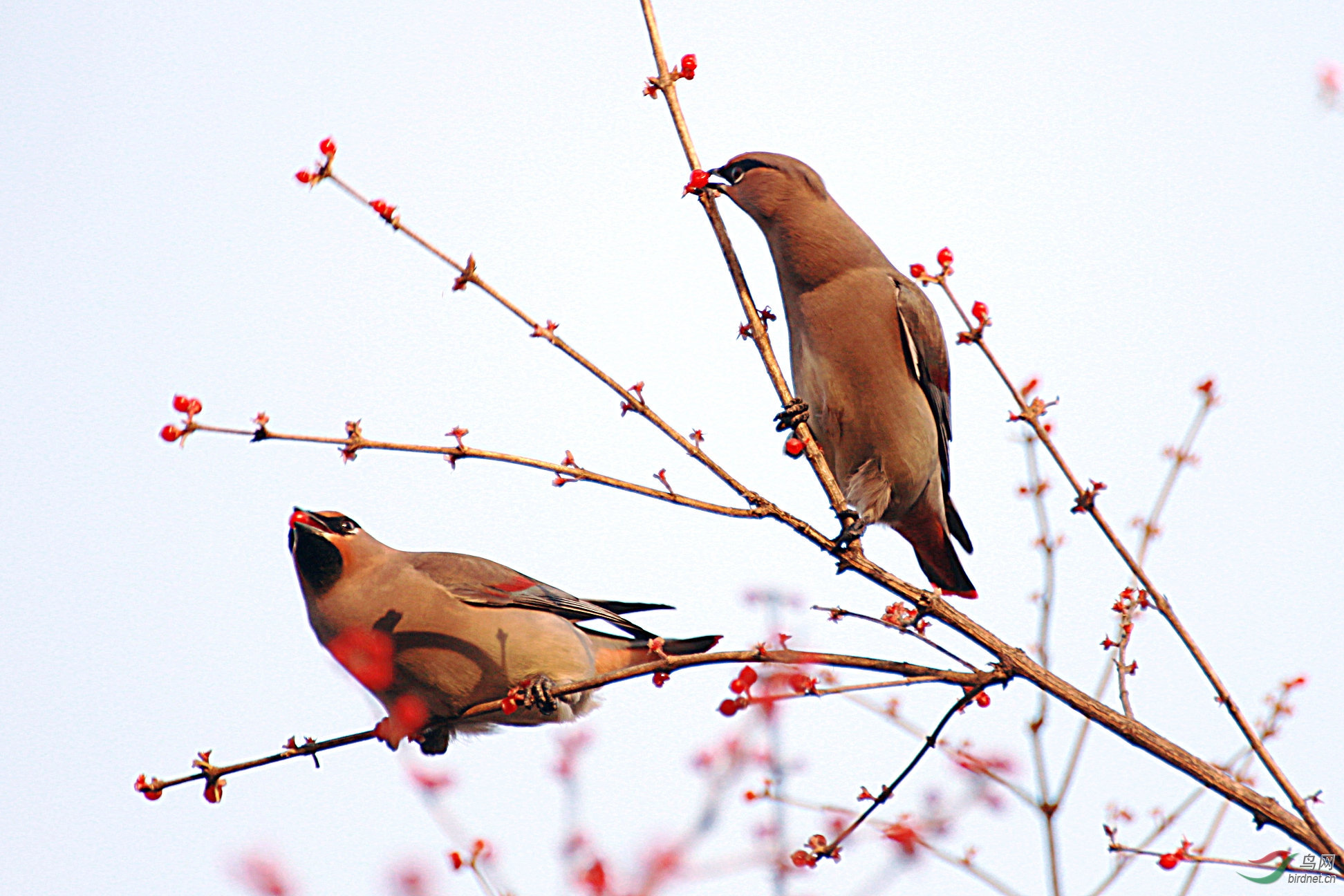 第一次拍平安鸟请各位老师指教
