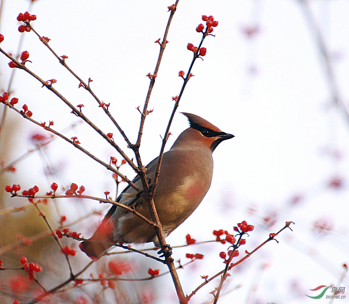 第一次拍平安鸟请各位老师指教