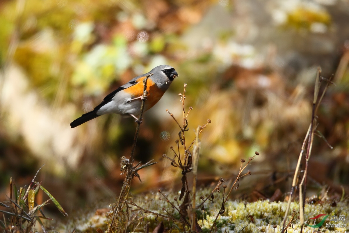 中华雀鹛冬季川西看鸟