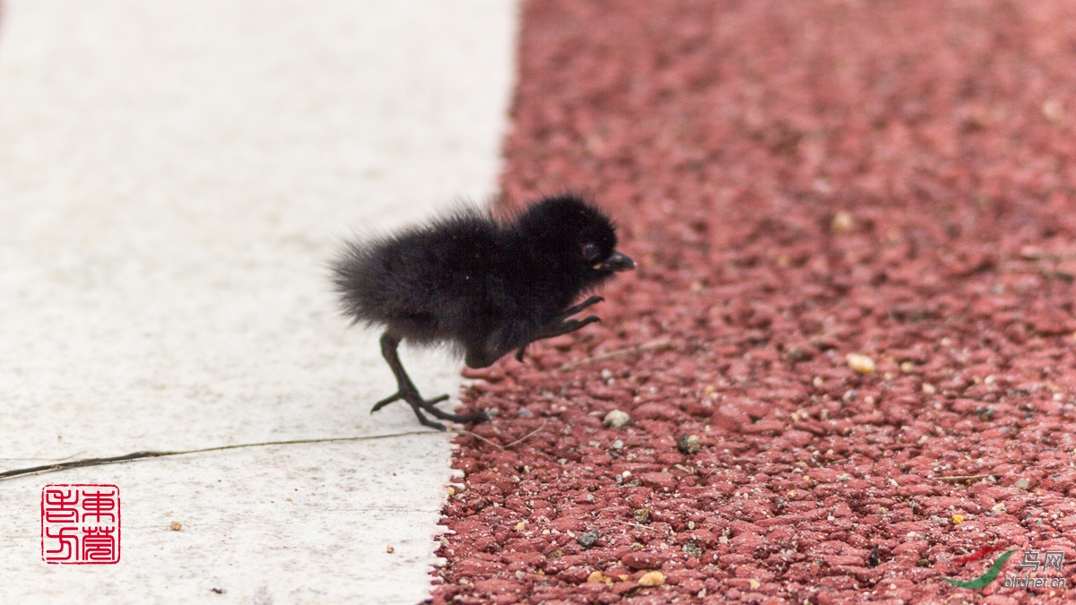 黑水鸡幼崽图片图片