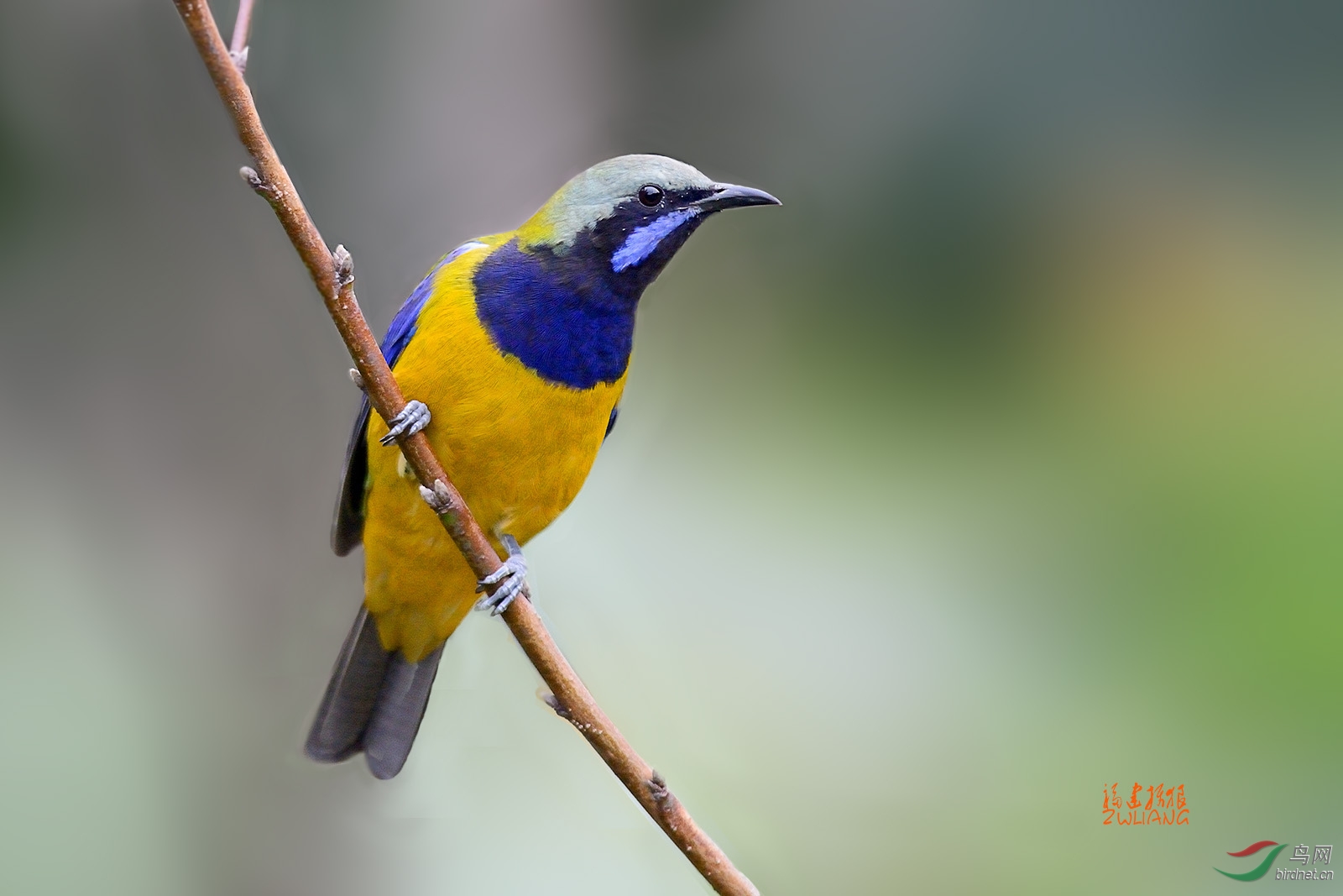 橙腹叶鹎 - 福建版 fujian 鸟网