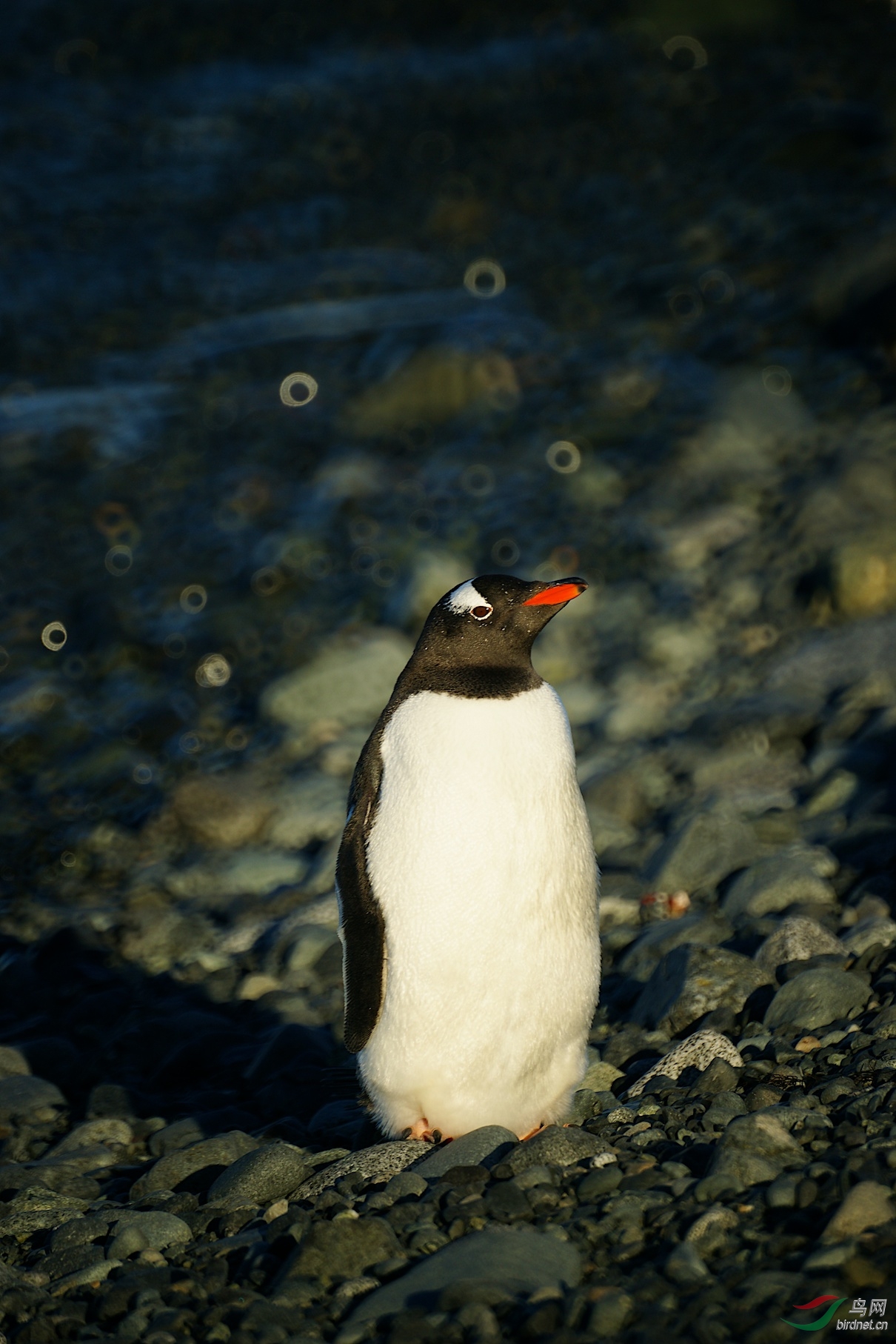 南极企鹅百态