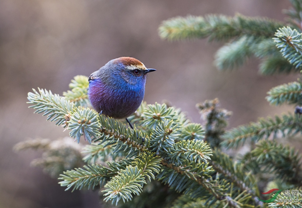 DSC_1007-f.jpg