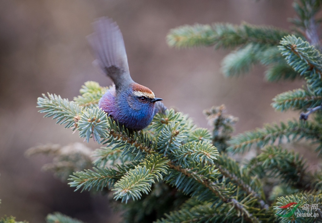 DSC_1009-f.jpg