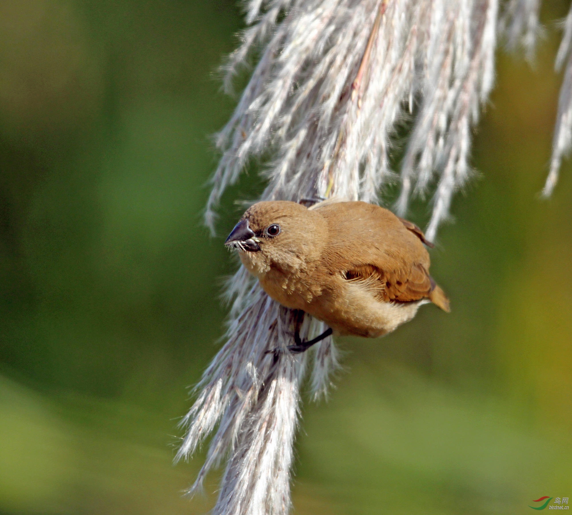 斑纹鸟 - 福建版 fujian 鸟网
