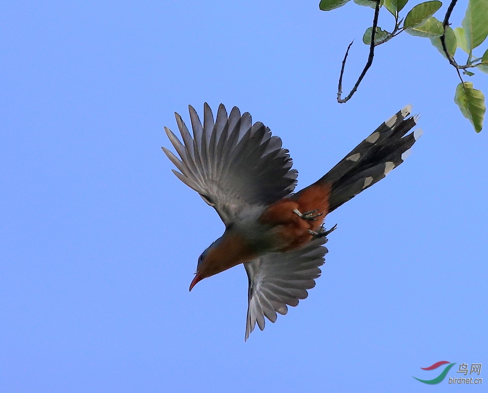 蛇雕马来沙巴拍鸟记完结