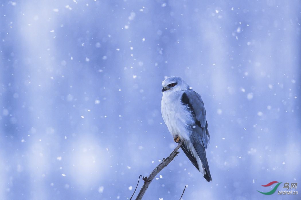 (黑翅鸢)雪中黑翅鸢