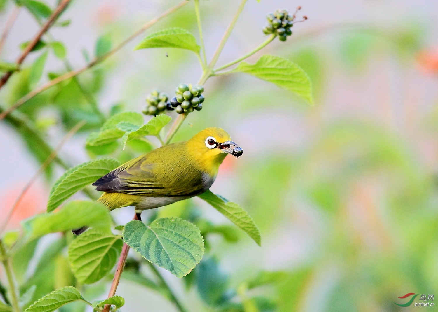 繡眼鳥