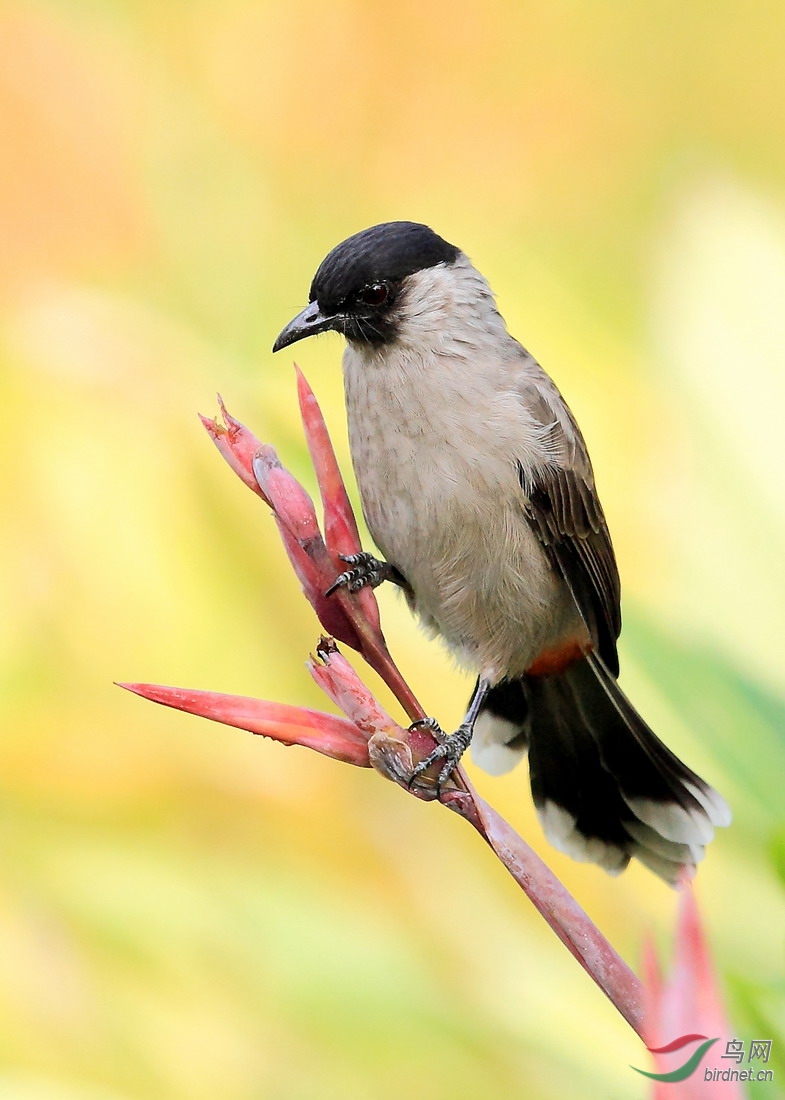红臀鹎 - 福建版 fujian 鸟网