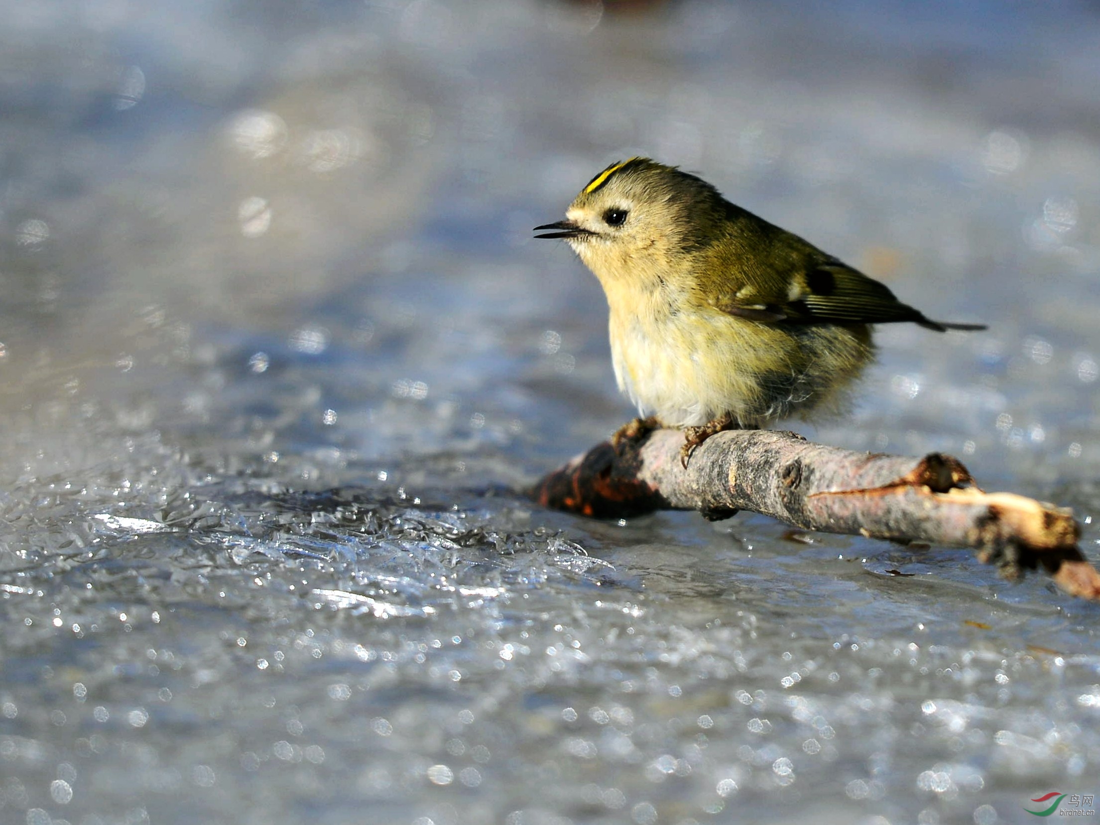 鸟中的林黛玉------戴菊mm!