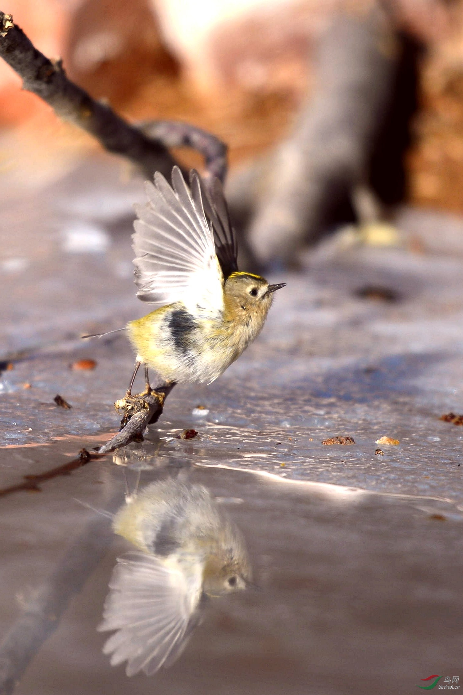 鸟中的林黛玉------戴菊mm!