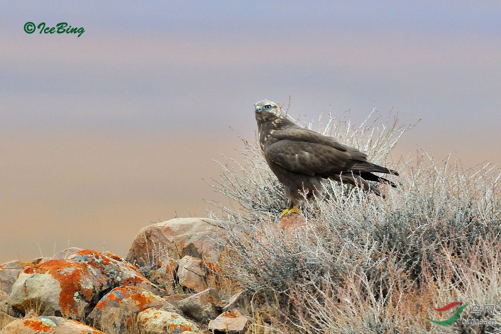 新疆拍的鳥大鵟uplandbuzzard3