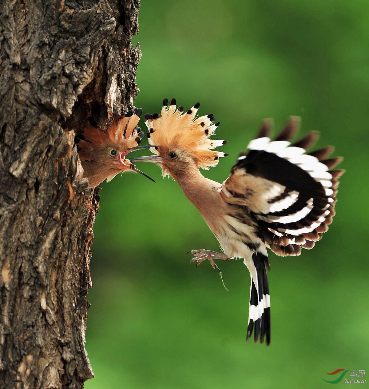 戴胜哺育幼子瞬间