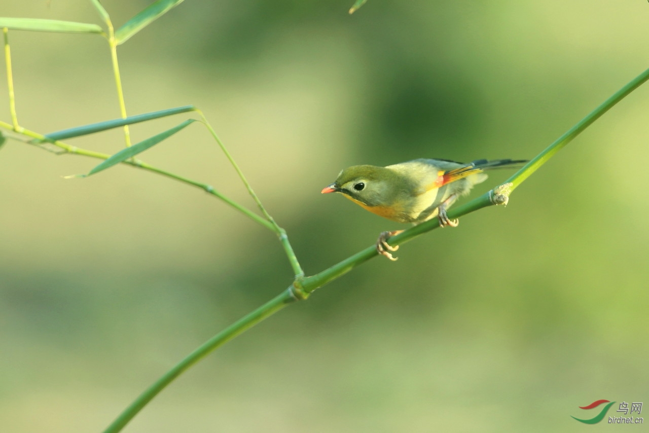 竹子上的相思鸟