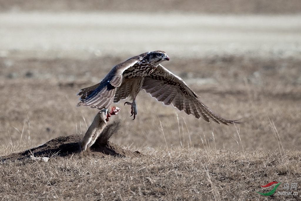 猎隼猎隼捕鼠