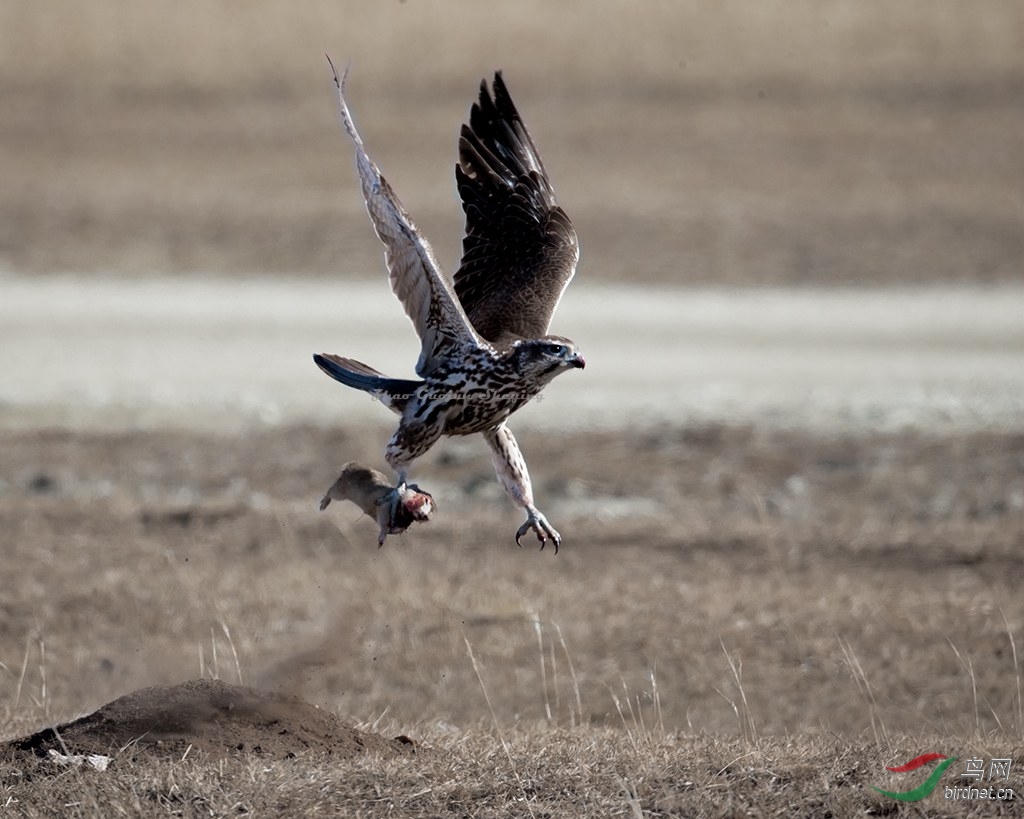 猎隼猎隼捕鼠
