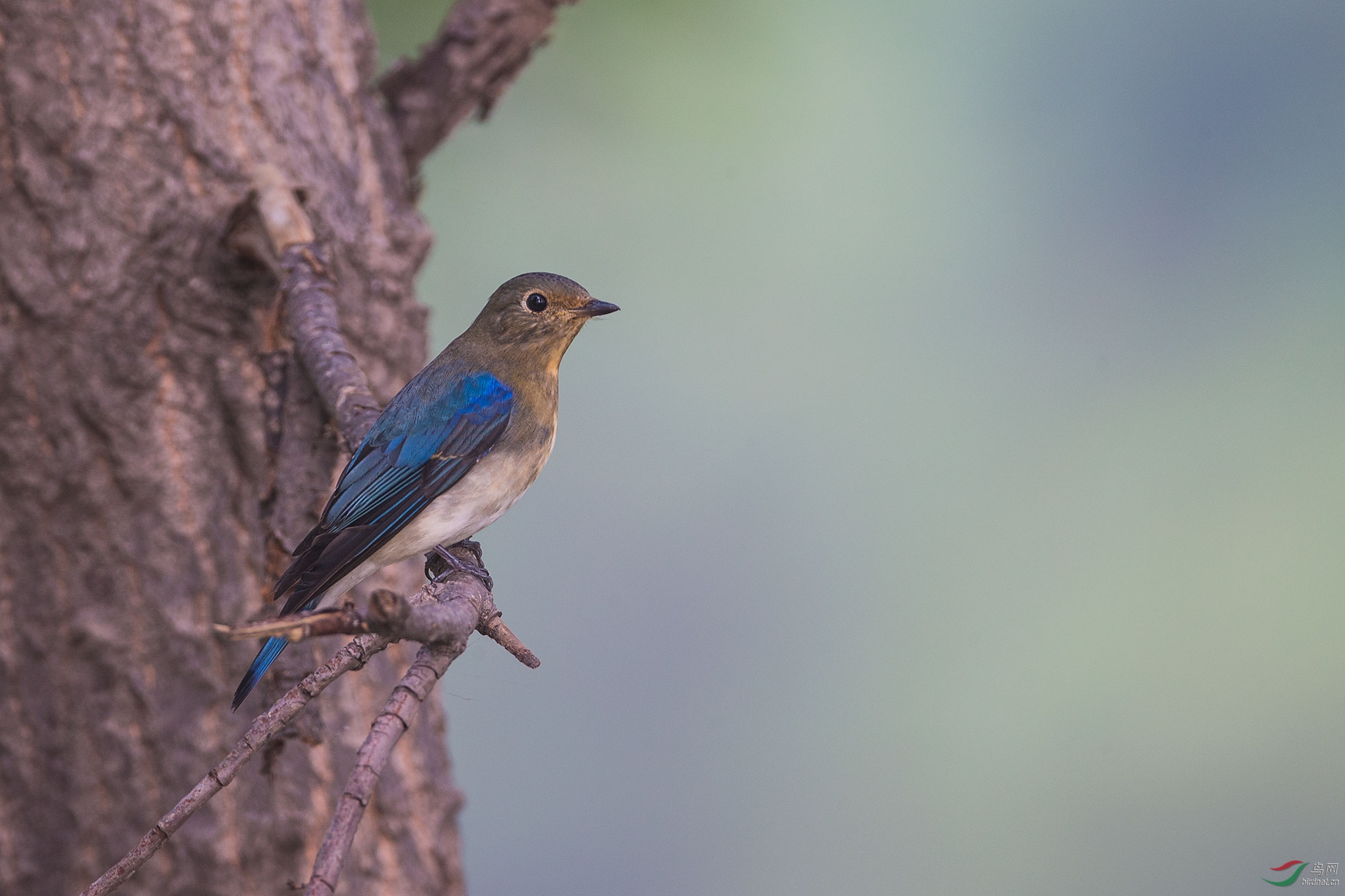 遗憾--白腹蓝姬鹟(雌) - 河北版 hebei 鸟网