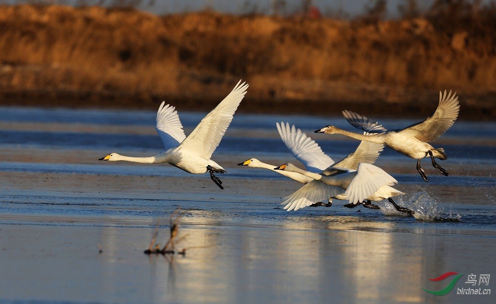 大白天鹅起飞瞬间