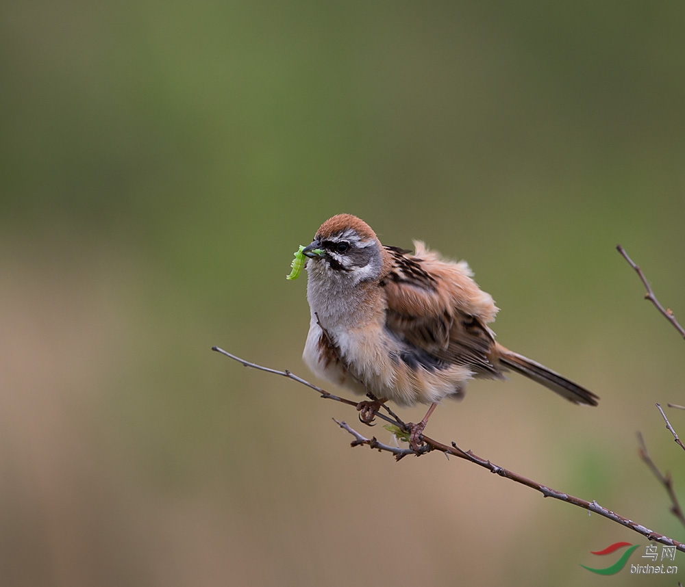 抖毛的栗斑腹鹀