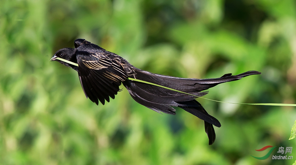 (杰氏巧织雀)黑寡妇鸟
