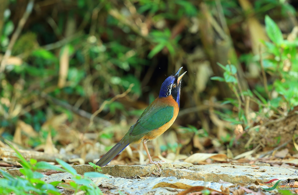 (红尾鹲)去马达加斯加拍特色鸟
