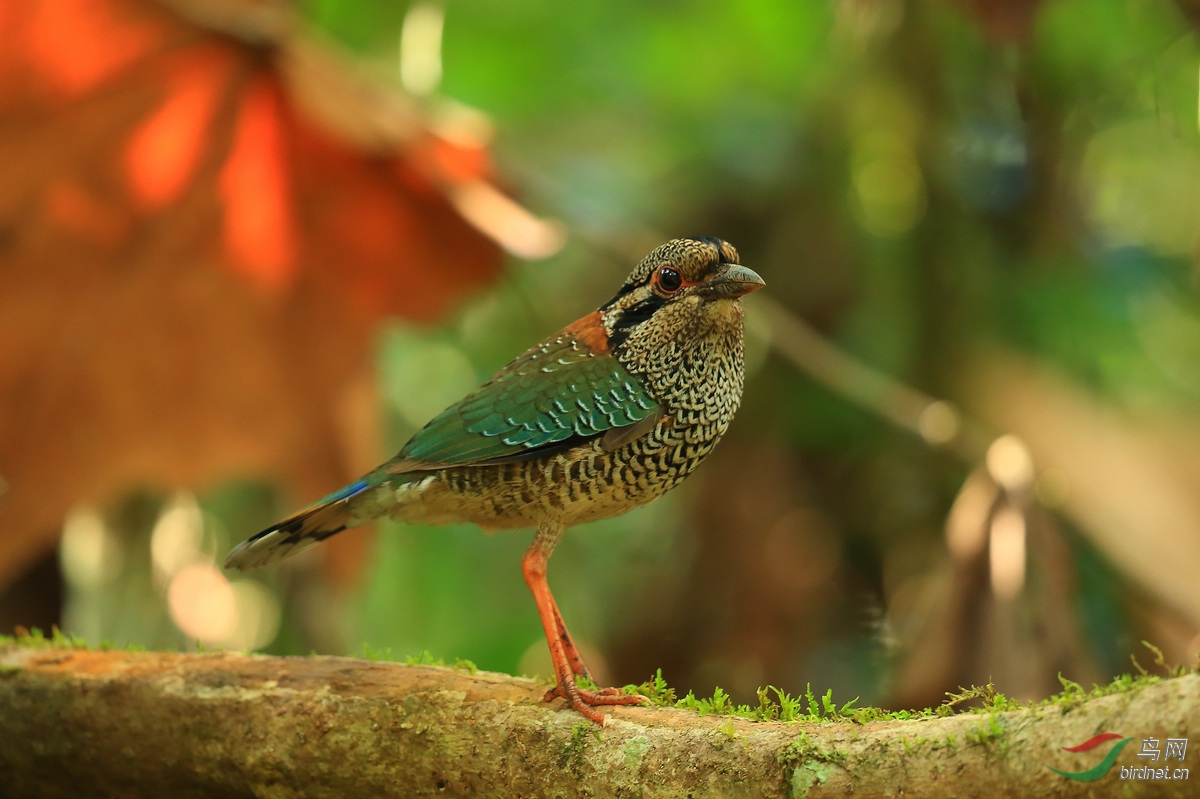 (红尾鹲)去马达加斯加拍特色鸟