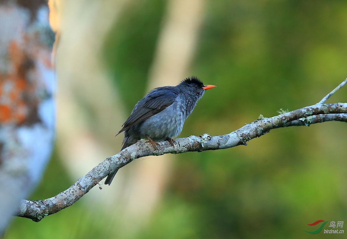 红尾鹲去马达加斯加拍特色鸟