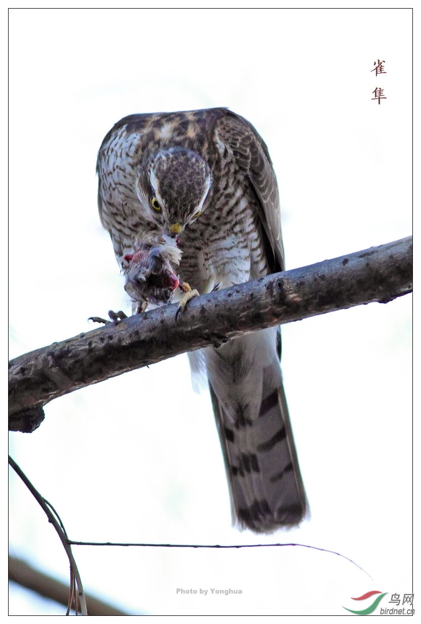 鹞子雀隼进食
