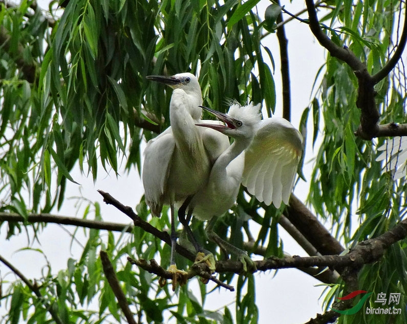 DSC00565 ����.jpg