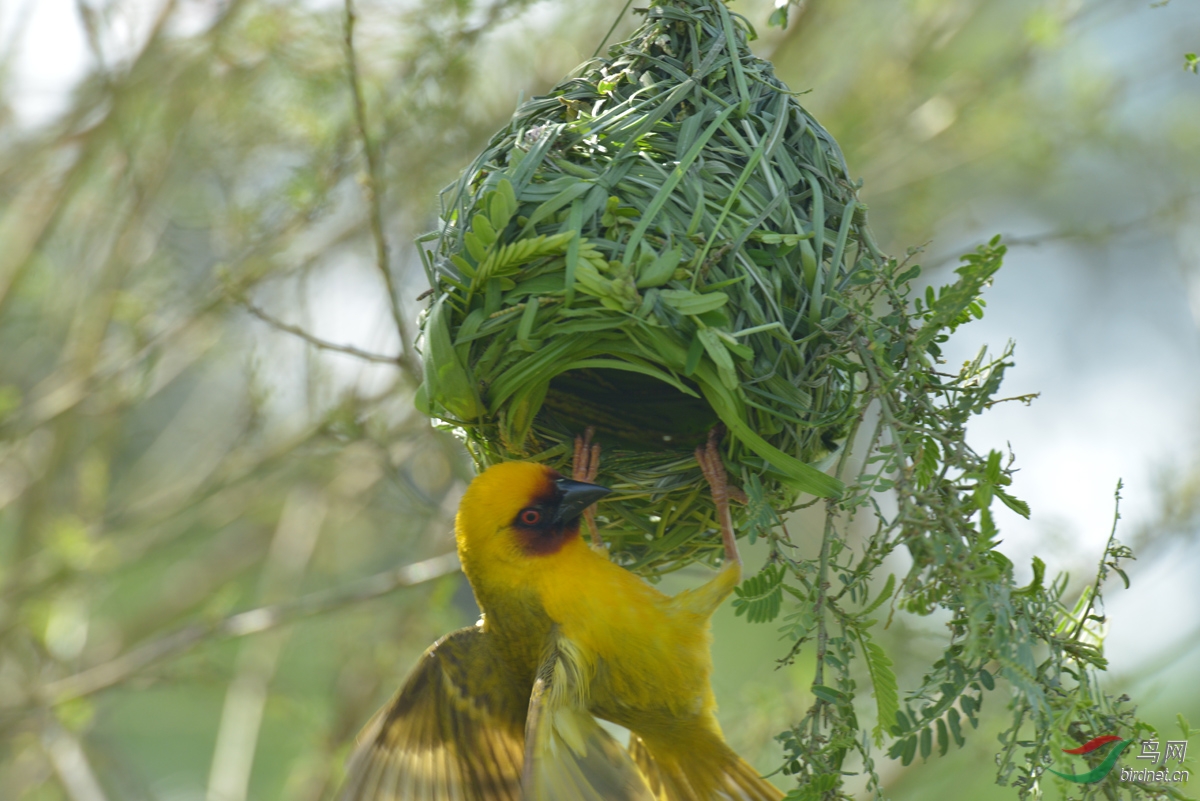 红脸黑嘴织巢鸟