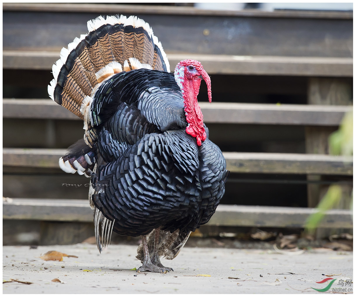 圣诞快乐应节澳洲火鸡