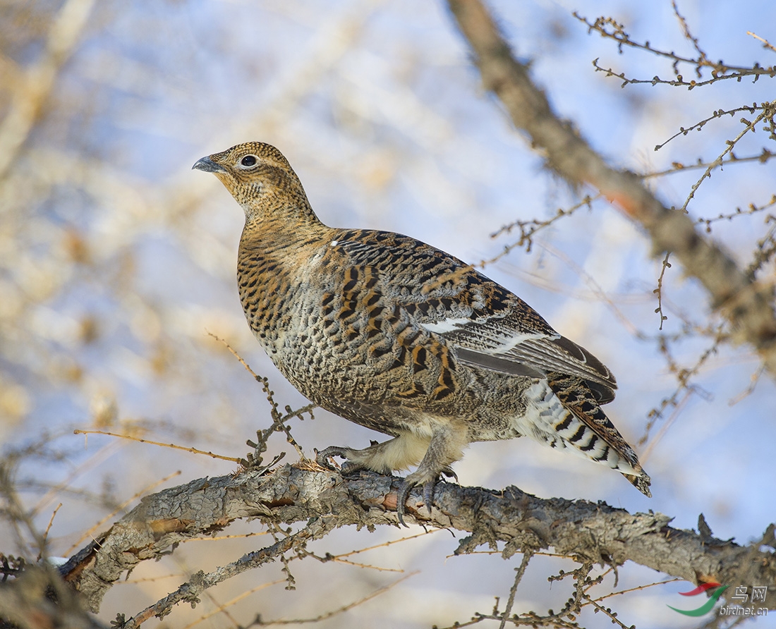 黑琴鸡黑琴鸡雌性标准像