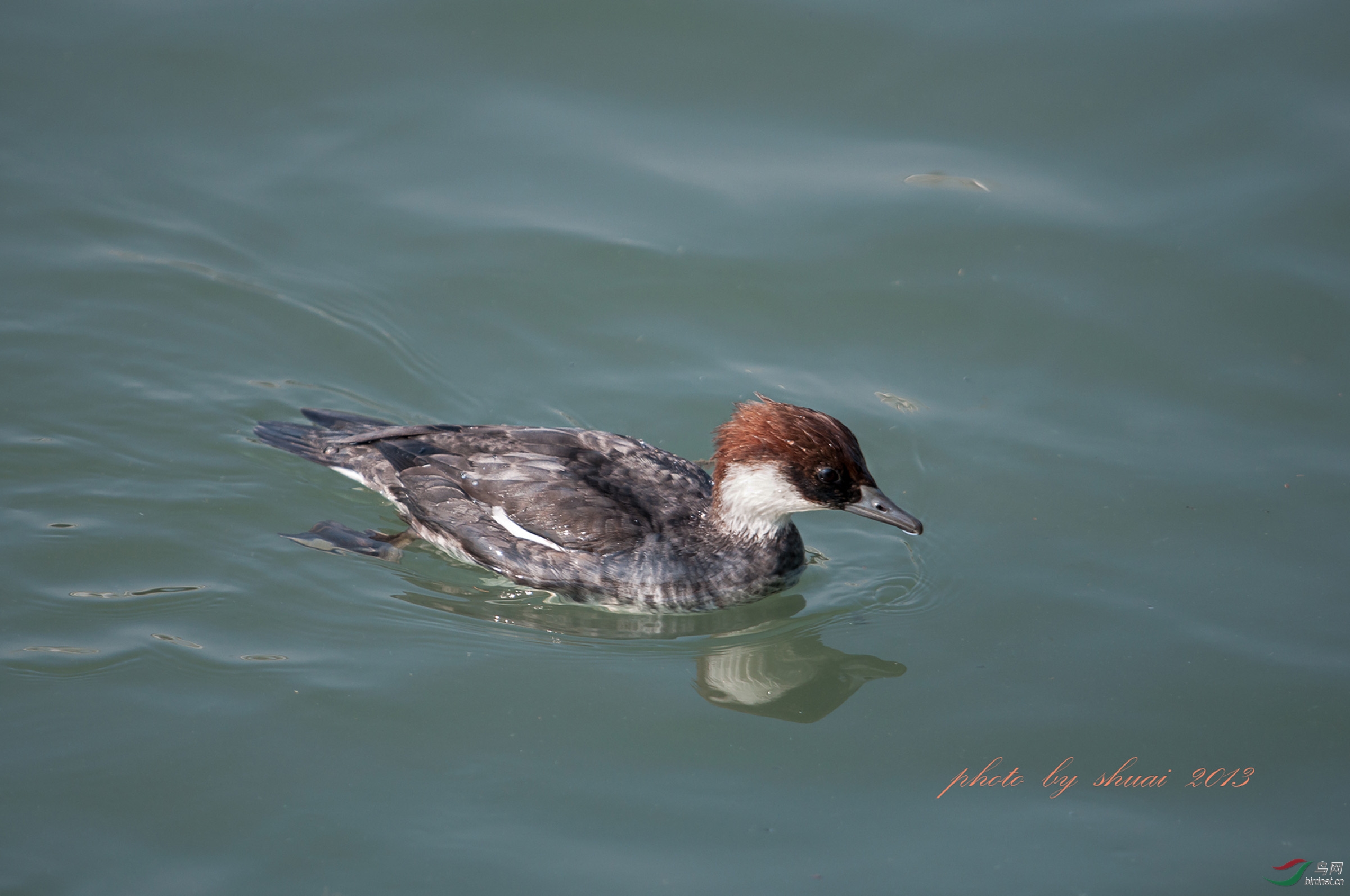 (斑头秋沙鸭)白秋沙mm