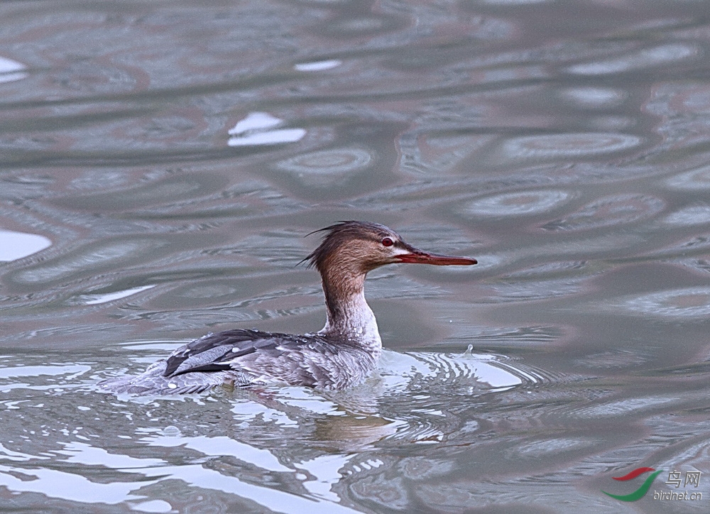 德阳旌湖拍的十九个品种野鸭