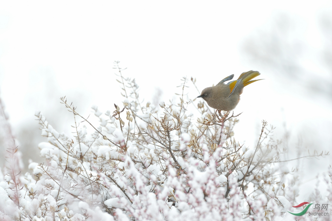 冬季川西的雪與鳥(71樓已更新)