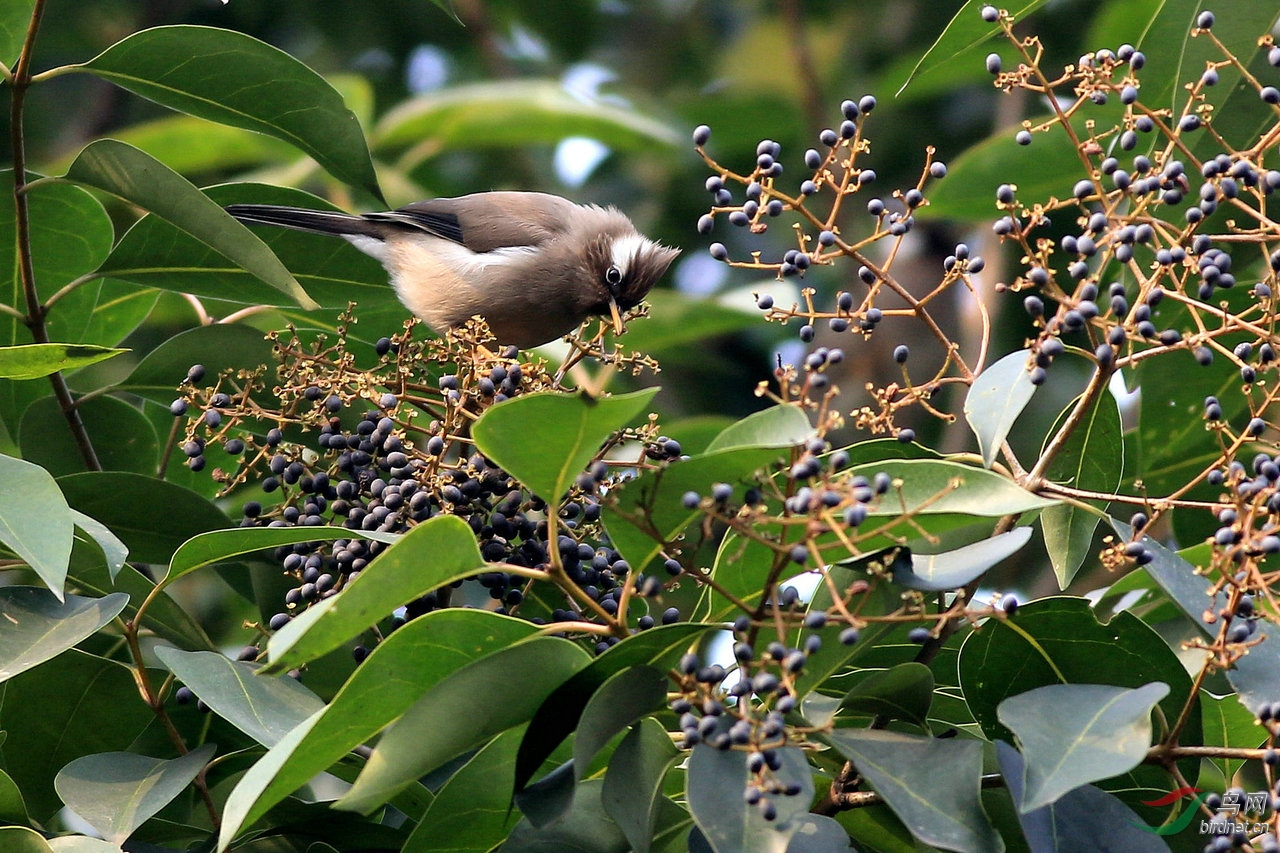 白领凤鹛采子图 女贞子>