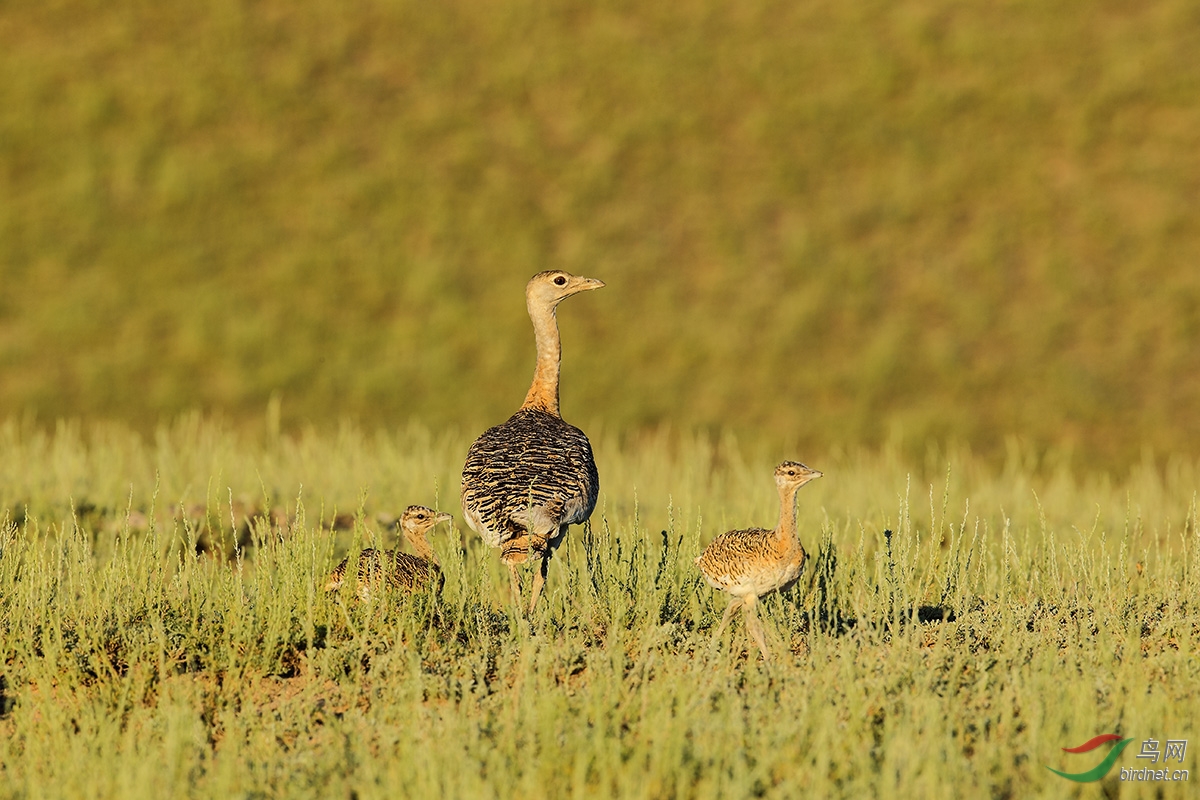 (大鸨)大鸨的成长过程