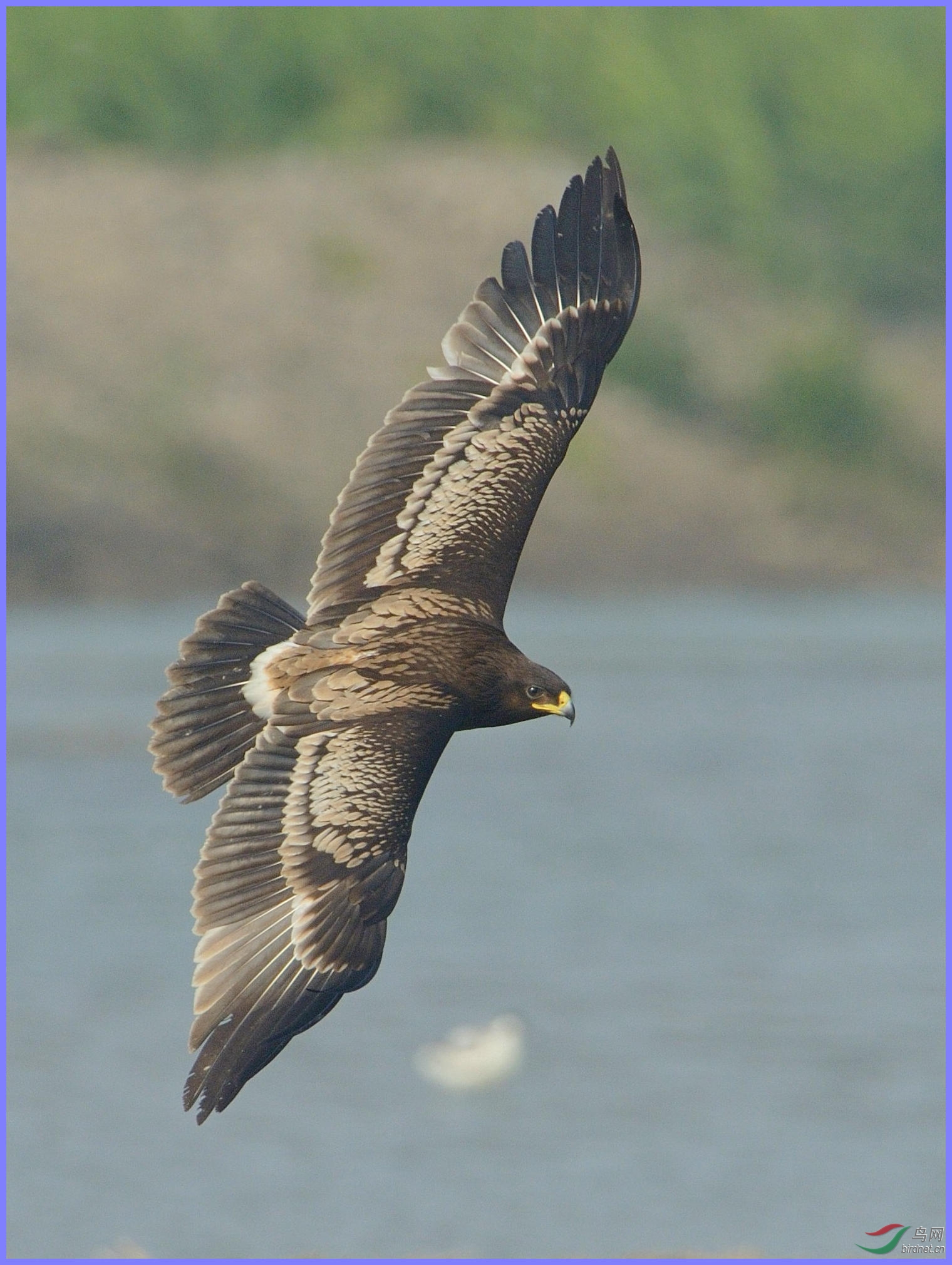 乌雕乌雕第二回祝各位老师新年快乐