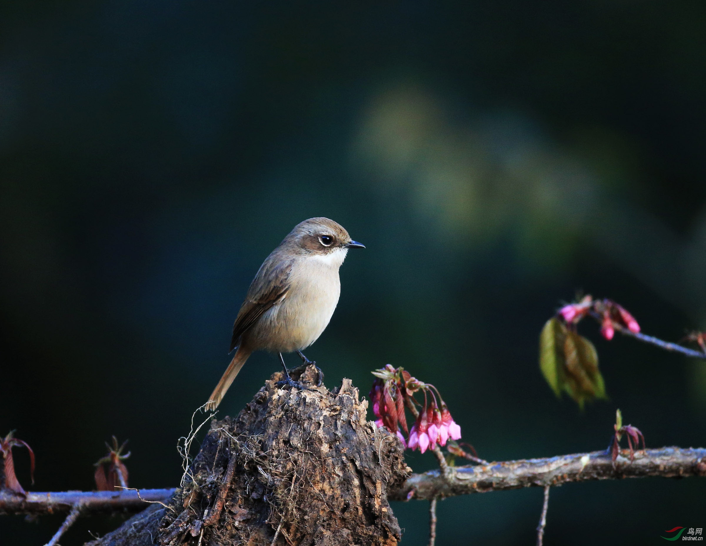 4佳能头,去了趟高黎贡山拍了些呆鸟,陆续发上敬请老师们指正